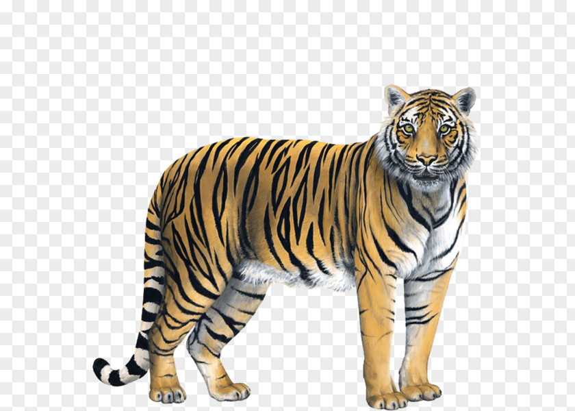 Tiger Wall Decal Sticker PNG