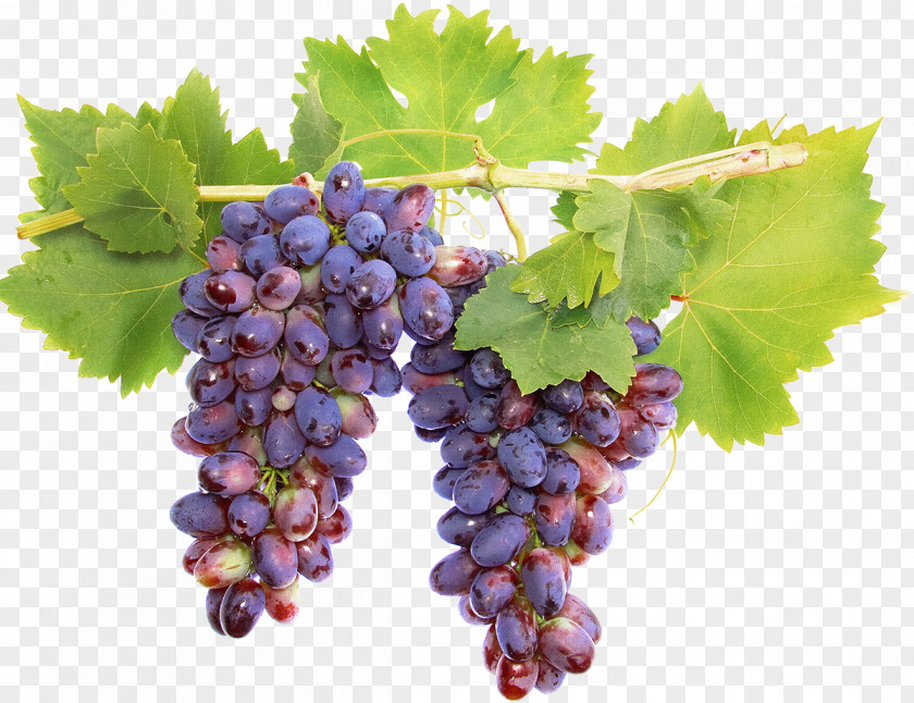 Wine Sauvignon Blanc Sultana Grape Cabernet PNG