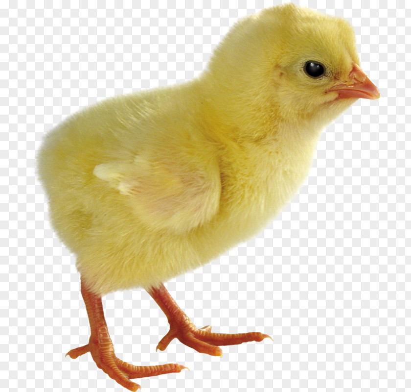 Aves Kifaranga Animal Chicken Clip Art PNG