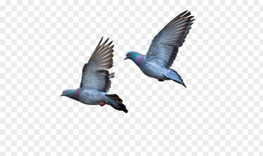 Bird Columbidae PNG