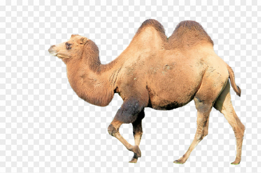 Camel Bactrian Dromedary Budgerigar Face Animal PNG
