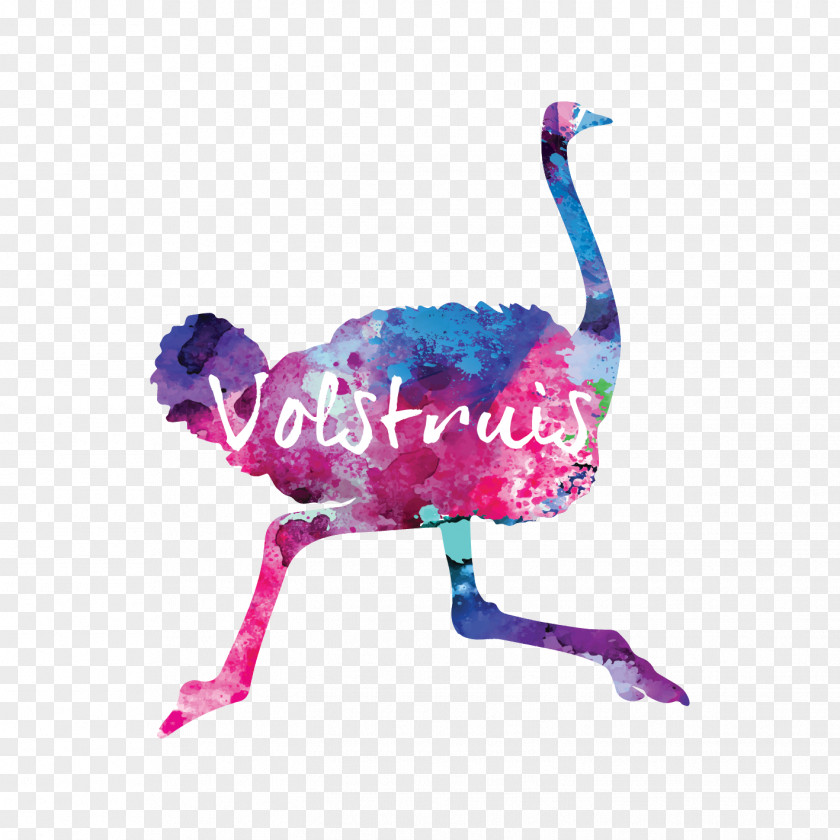 Design Common Ostrich Volstruis Art & Studio BH MAKE UP STUDIO Graphic Bloemfontein FASHION Academy PNG