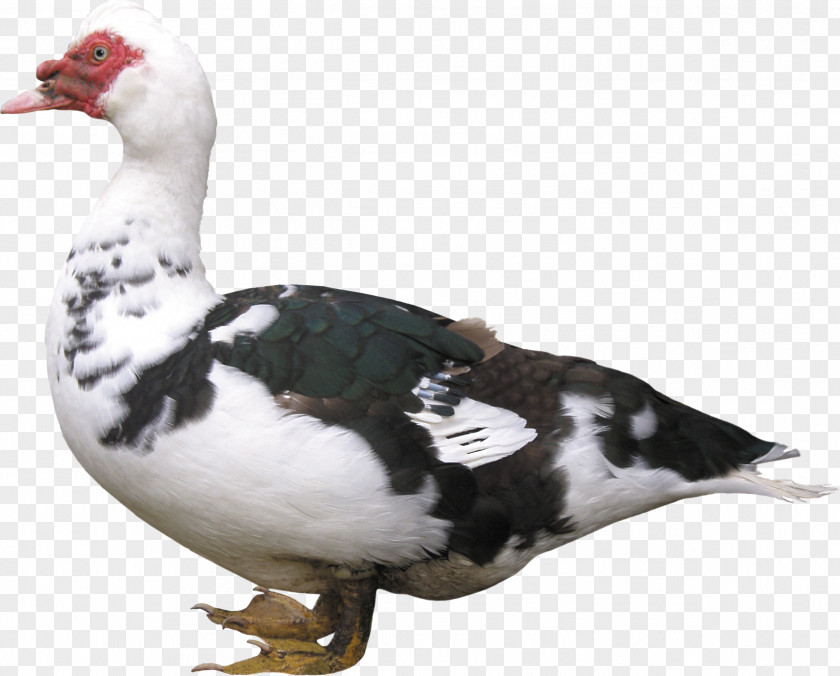 Goose American Pekin Duck Bird Chicken Mulard PNG