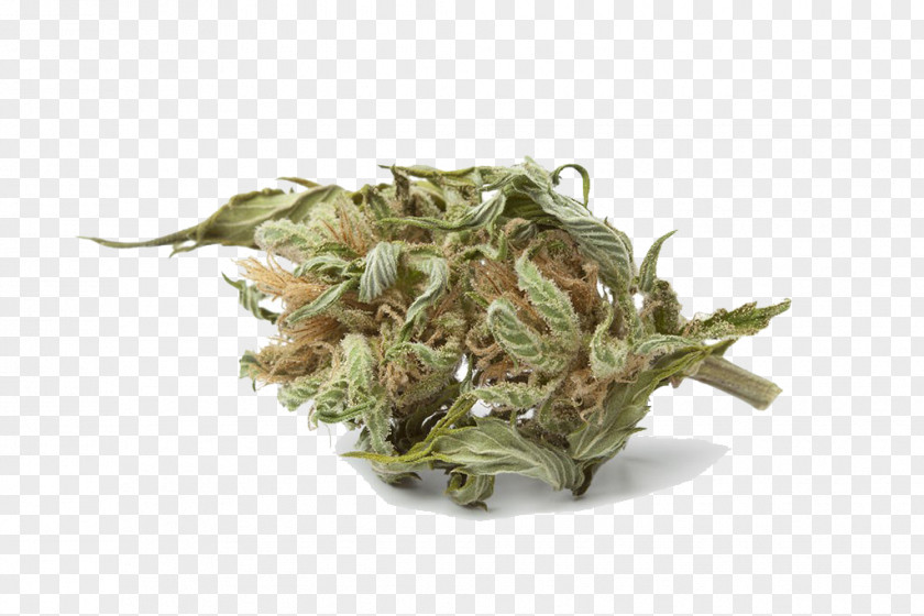 Indian Marijuana Dry Cannabis Cup Bud Medical PNG