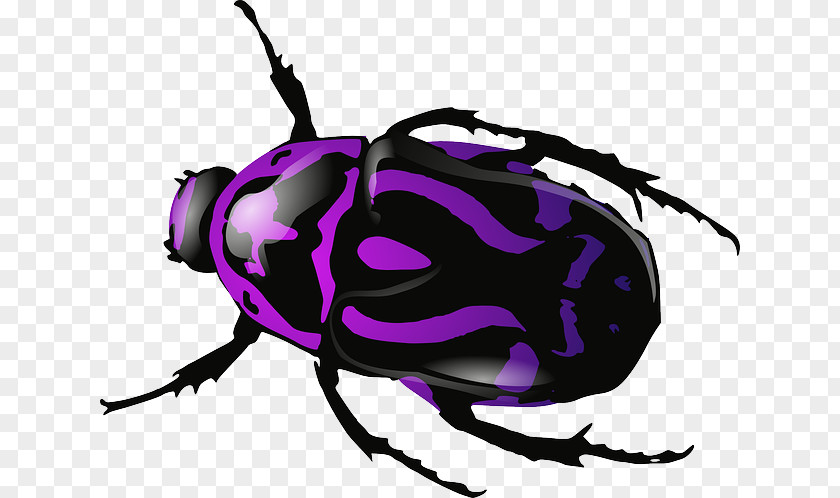 Insect Beetle Download Clip Art PNG