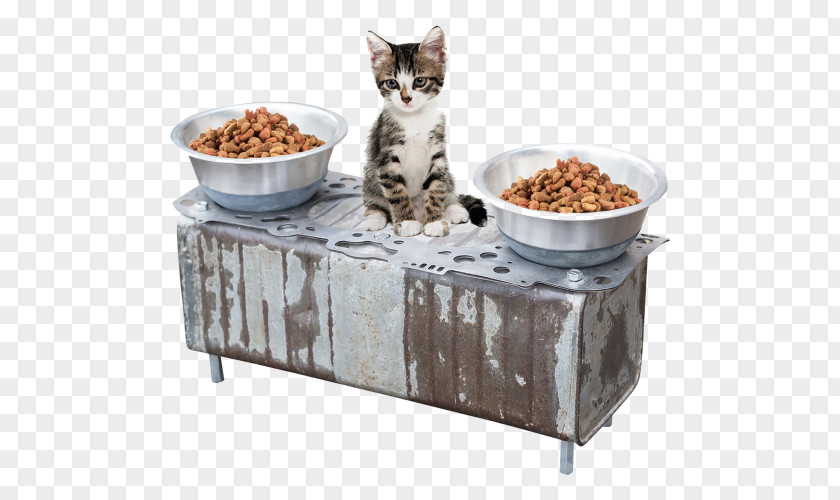 Luxury Cat Dish Head Gasket Cylinder Dog PNG