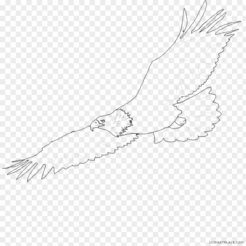 Bird Bald Eagle Line Art Beak Clip PNG