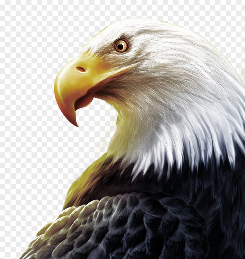 Eagle Head And Sharp Eyes United States T-shirt High-definition Television Three-dimensional Space Wallpaper PNG