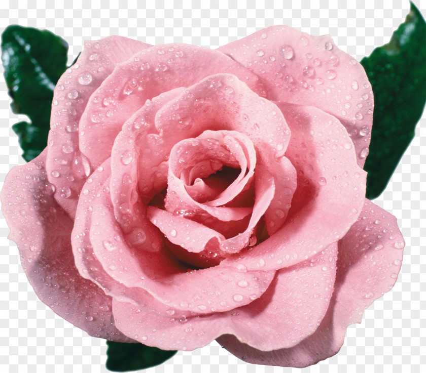 Pink Rose Flower Vecteur PNG