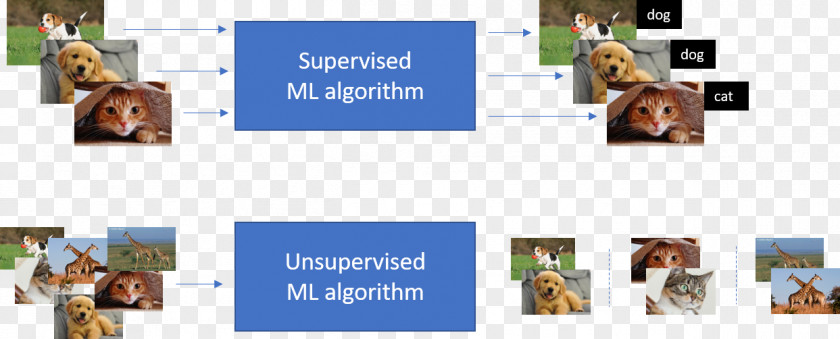Dog Machine Learning Unsupervised Algorithm PNG