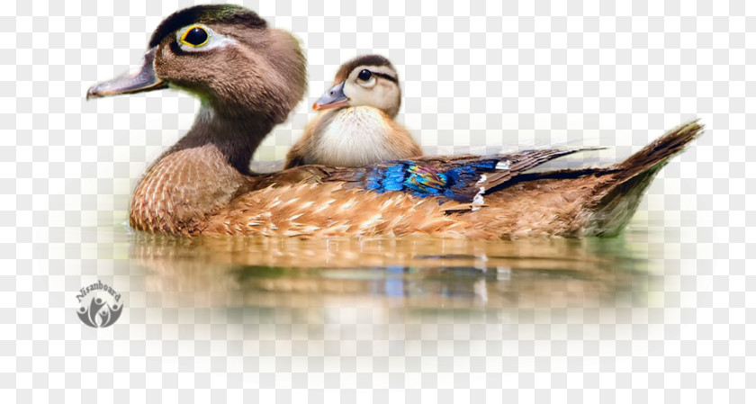 Duck Bird Cygnini Mallard Desktop Wallpaper PNG