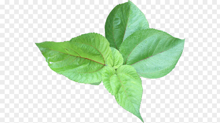 Herb Plant Leaf Vegetable Shower Gel Content PNG