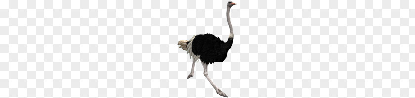 Ostrich PNG clipart PNG
