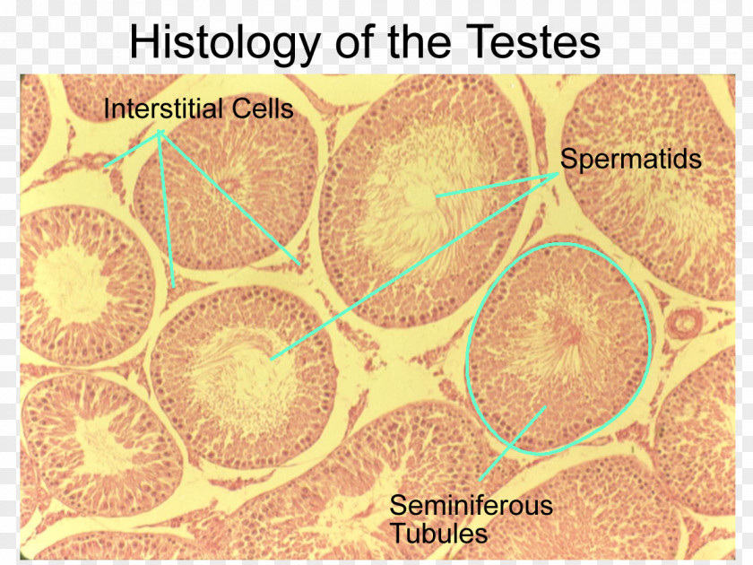 Testicle Exocrine Gland Histology Anatomy Serous Membrane PNG
