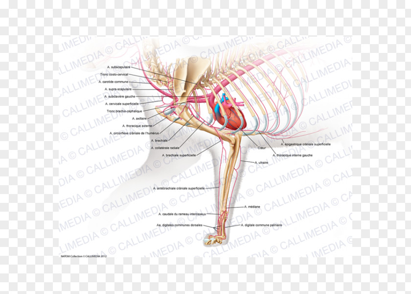 Arm Muscle Human Musculoskeletal System Cat Anatomy PNG