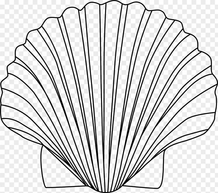 Clams Seashell Clip Art PNG