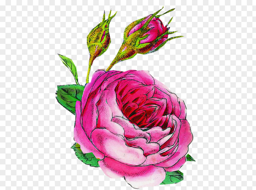 Garden Roses PNG