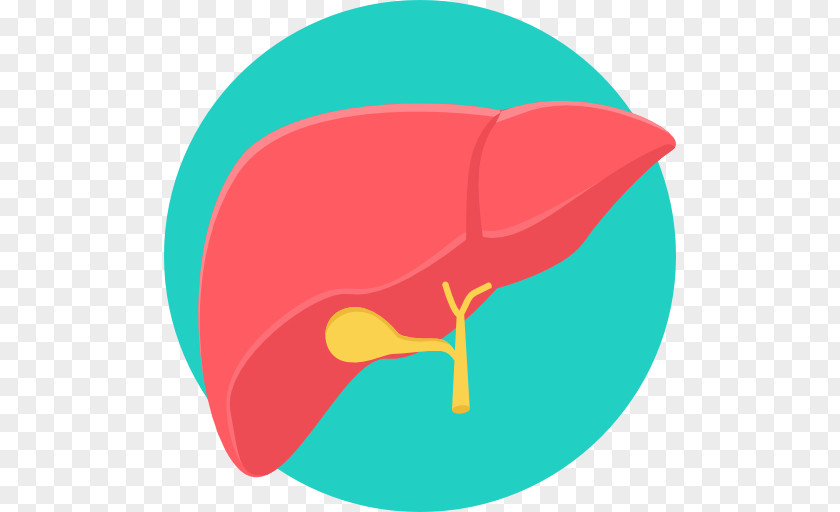 Liver Transplantation Medicine Cancer PNG