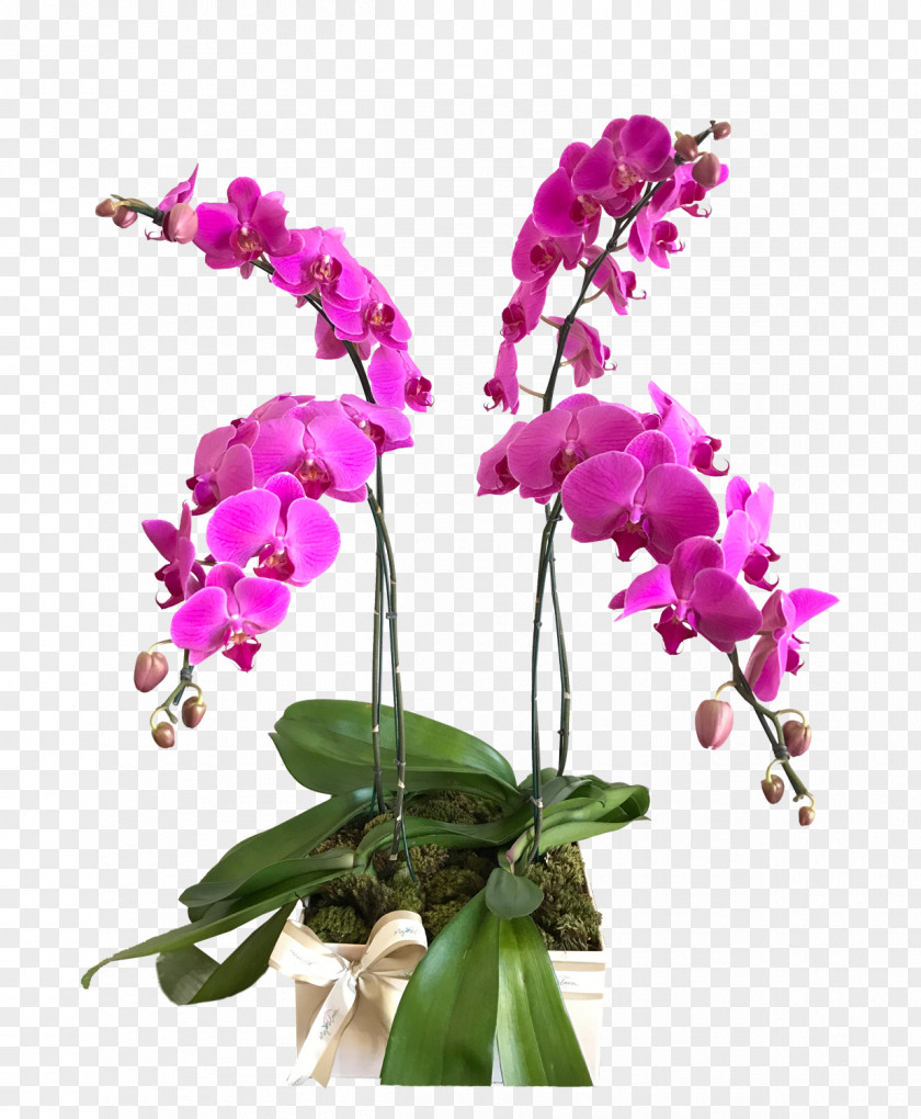 Moth Orchids Dendrobium Cut Flowers Cattleya PNG
