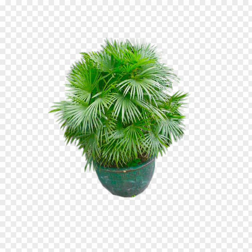 Plants Piranha Plant Texture Mapping Palm Trees 3D Computer Graphics Autodesk 3ds Max Houseplant PNG