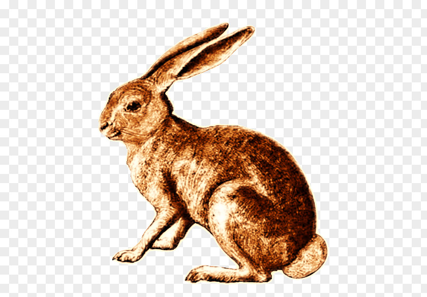 Retro Rabbit Hare Domestic Dutch Cottontail PNG