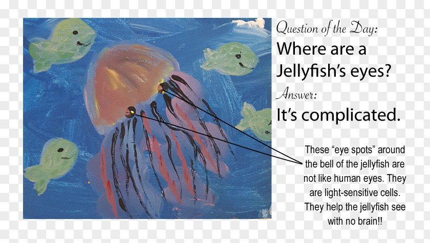 Watercolor Jellyfish Painting Fish Marine Biology Invertebrates Art PNG