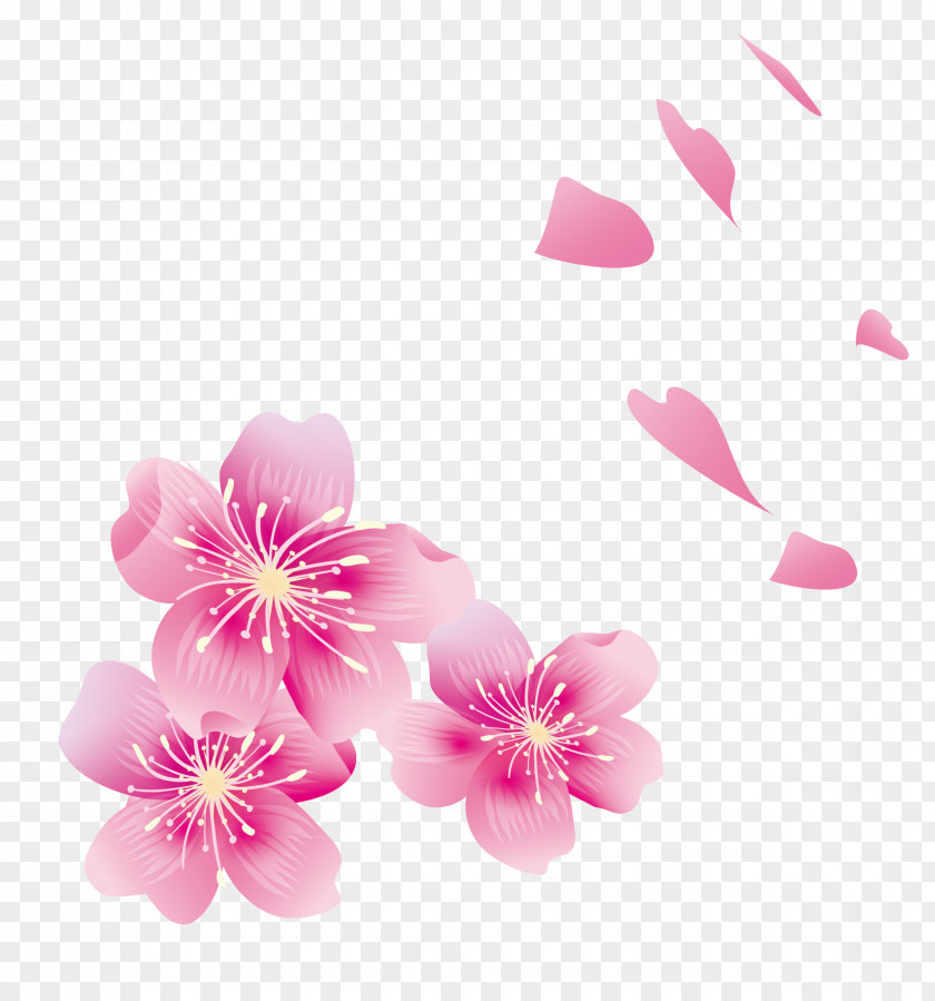 Cherry Petals Blossom Petal PNG