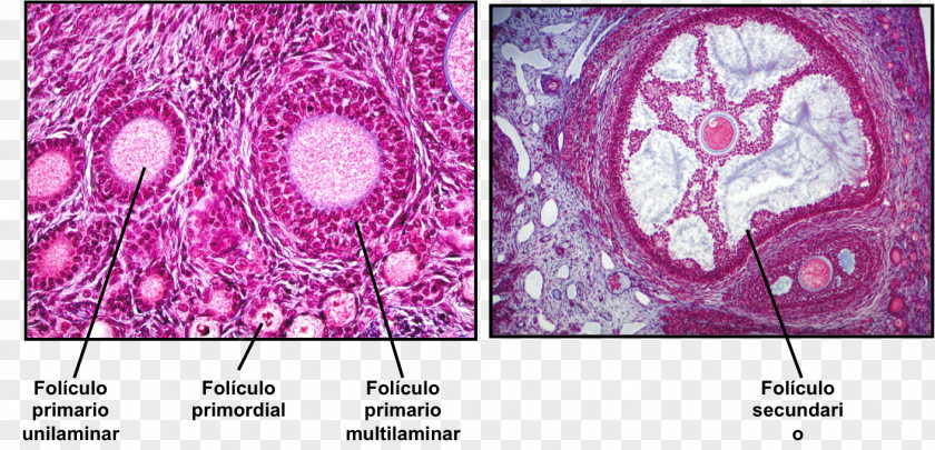Female Ovarian Follicle Oocyte Theca Of Embryology Reproductive System PNG