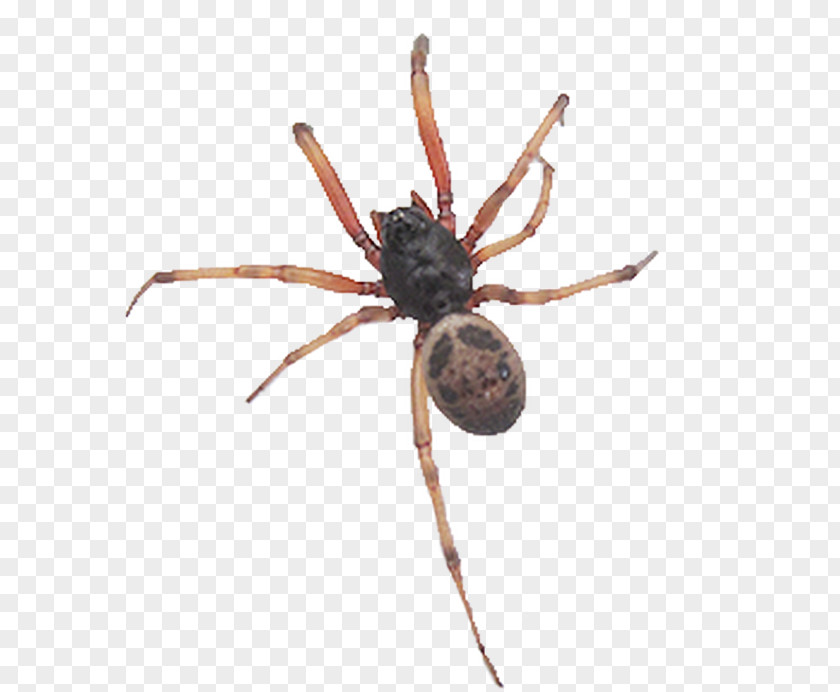 Spider Wolf Barn European Garden Brown Recluse PNG