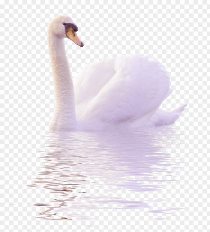 White Swans Swim In The Water To Pull Free Image Cygnini Duck Clip Art PNG