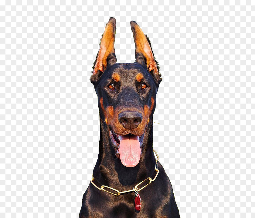 DOBERMAN PINSCHER Dobermann German Pinscher Manchester Terrier Dog Breed Miniature PNG