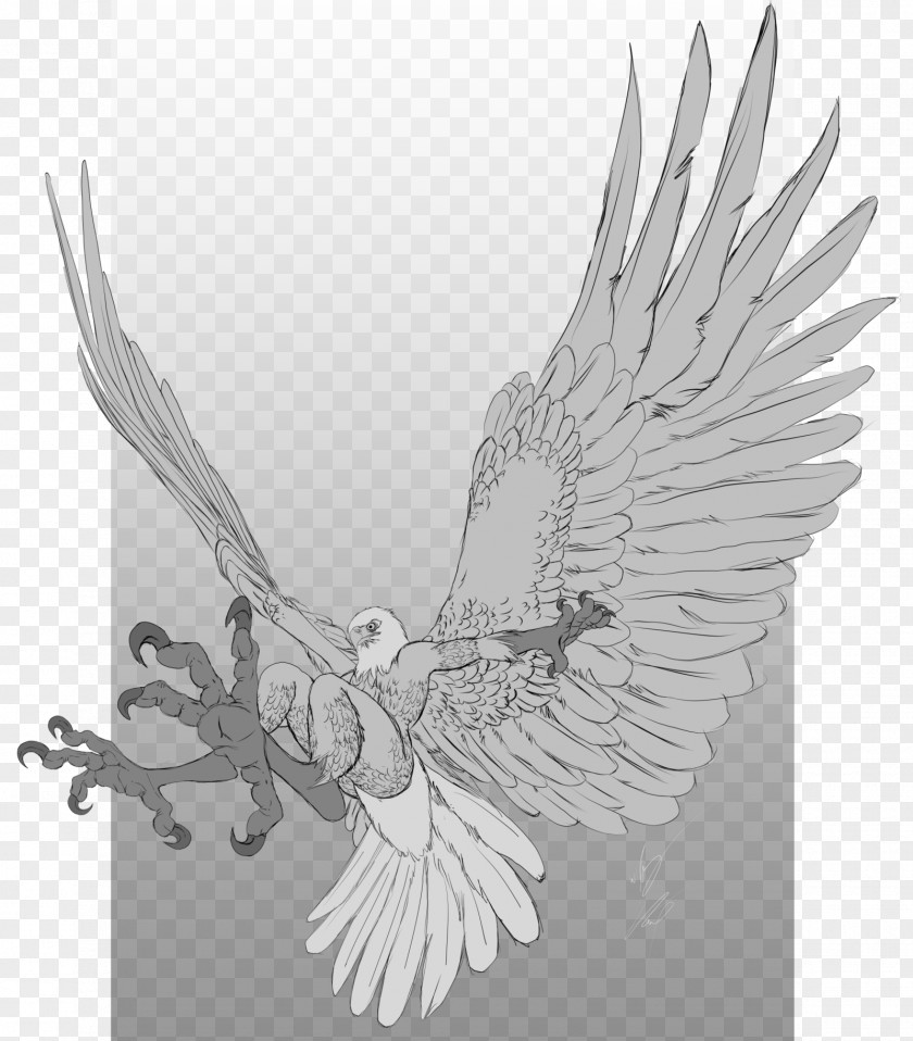 Eagle Drawing Image Sketch Digital Art PNG