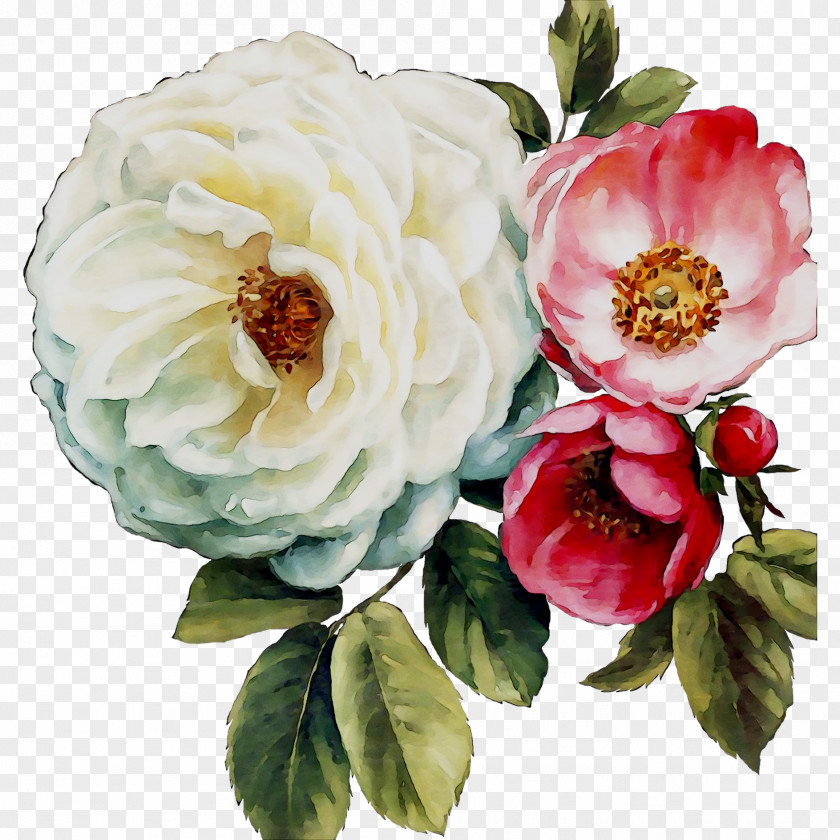 Garden Roses Cabbage Rose Floribunda Floral Design Flower PNG