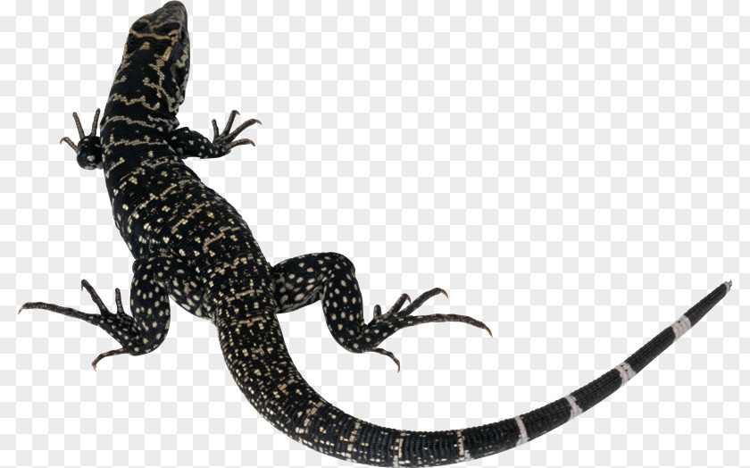Lizard Silhouette PNG