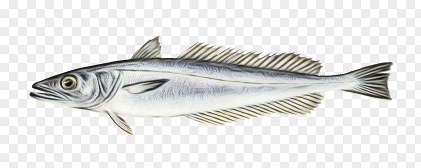 Oily Fish Striper Bass Products Albacore PNG