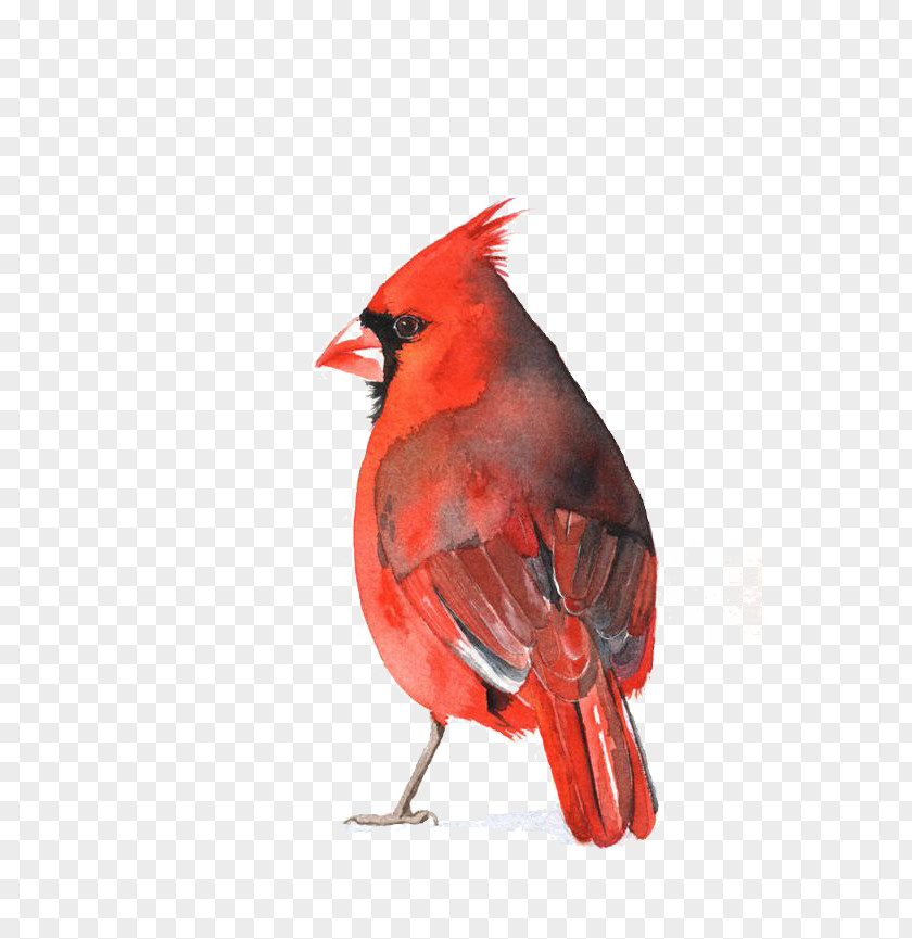 Parrot Watercolor Painting St. Louis Cardinals Art Bird PNG