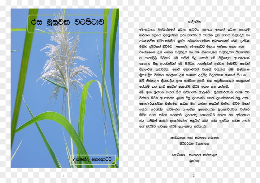 Sugarcane Paper Advertising Graphic Design Grasses PNG