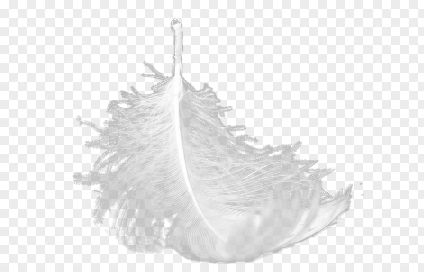Suspension Feathers Sports Car White Feather PNG