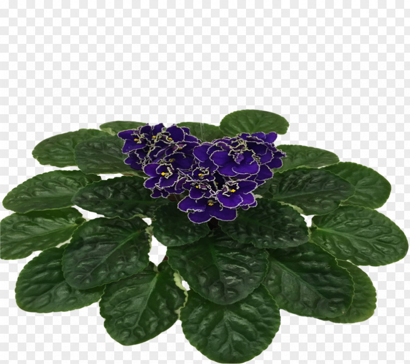 Violet Wave Flowerpot PNG