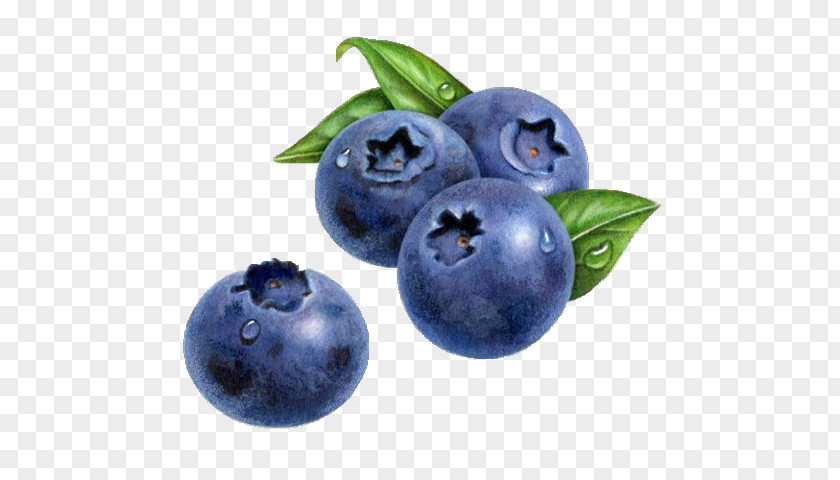 Blueberry Drawing Watercolor Painting Muffin PNG