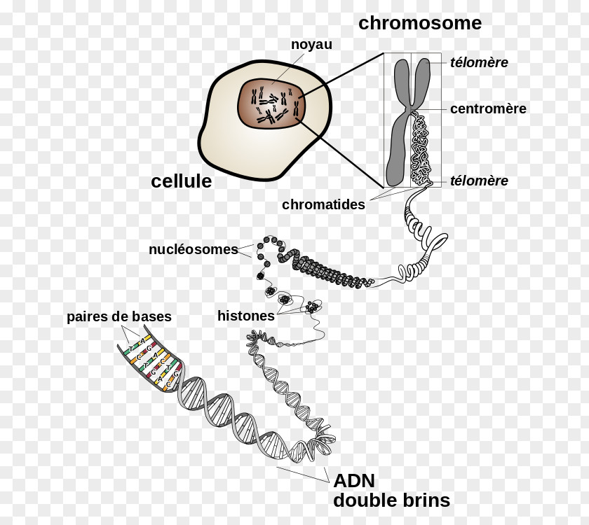 Chromosome Structure DNA Genetics Chromatin PNG