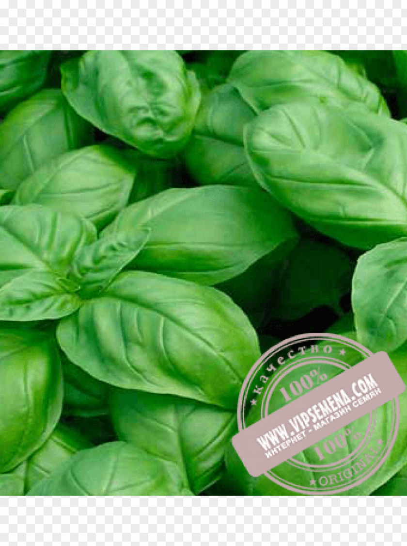 Italian Cuisine Thai Basil Genovese Holy PNG