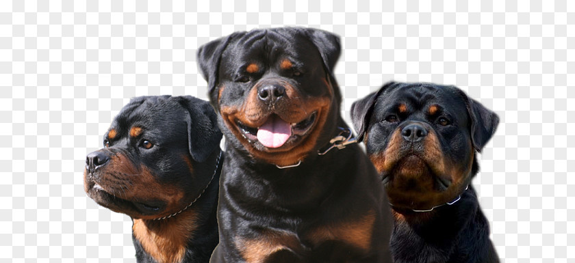 Puppy Rottweiler Dog Breed Companion Bullmastiff PNG