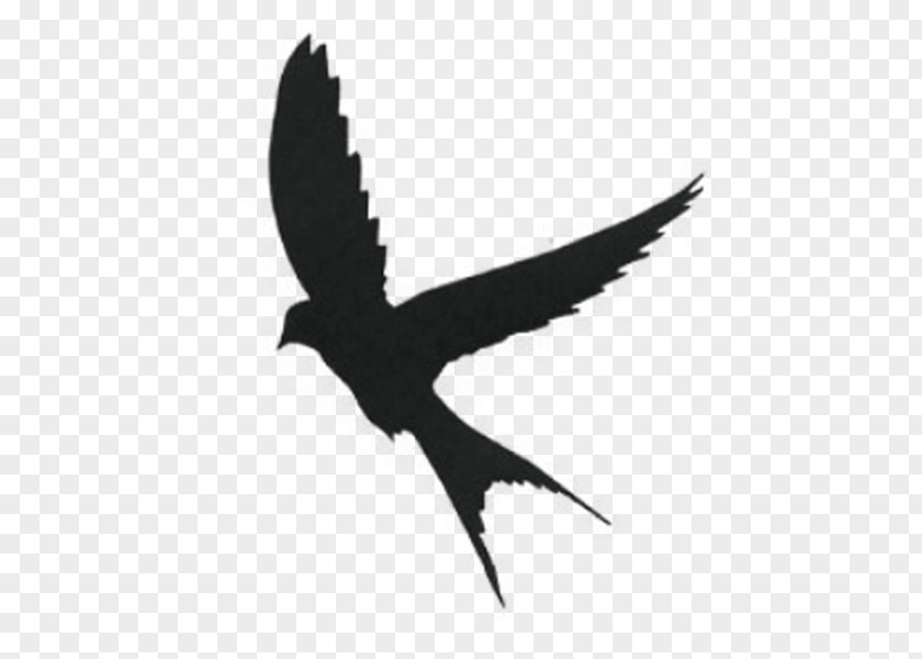 Silhouette Mockingbird Swallow PNG