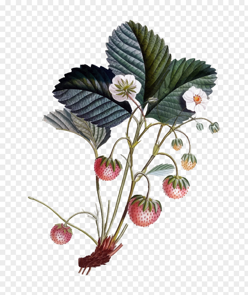 Strawberry Botanical Illustration Drawing Flowers Botany PNG
