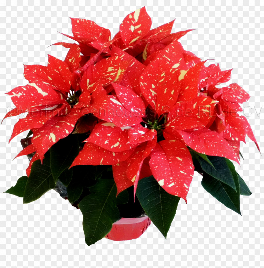 Flower Floral Design Flowerpot Poinsettia Cut Flowers PNG