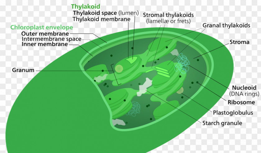 Food And Health Lab At Montana State University Thylakoid Chlorophyll Stroma Chloroplast Membrane PNG