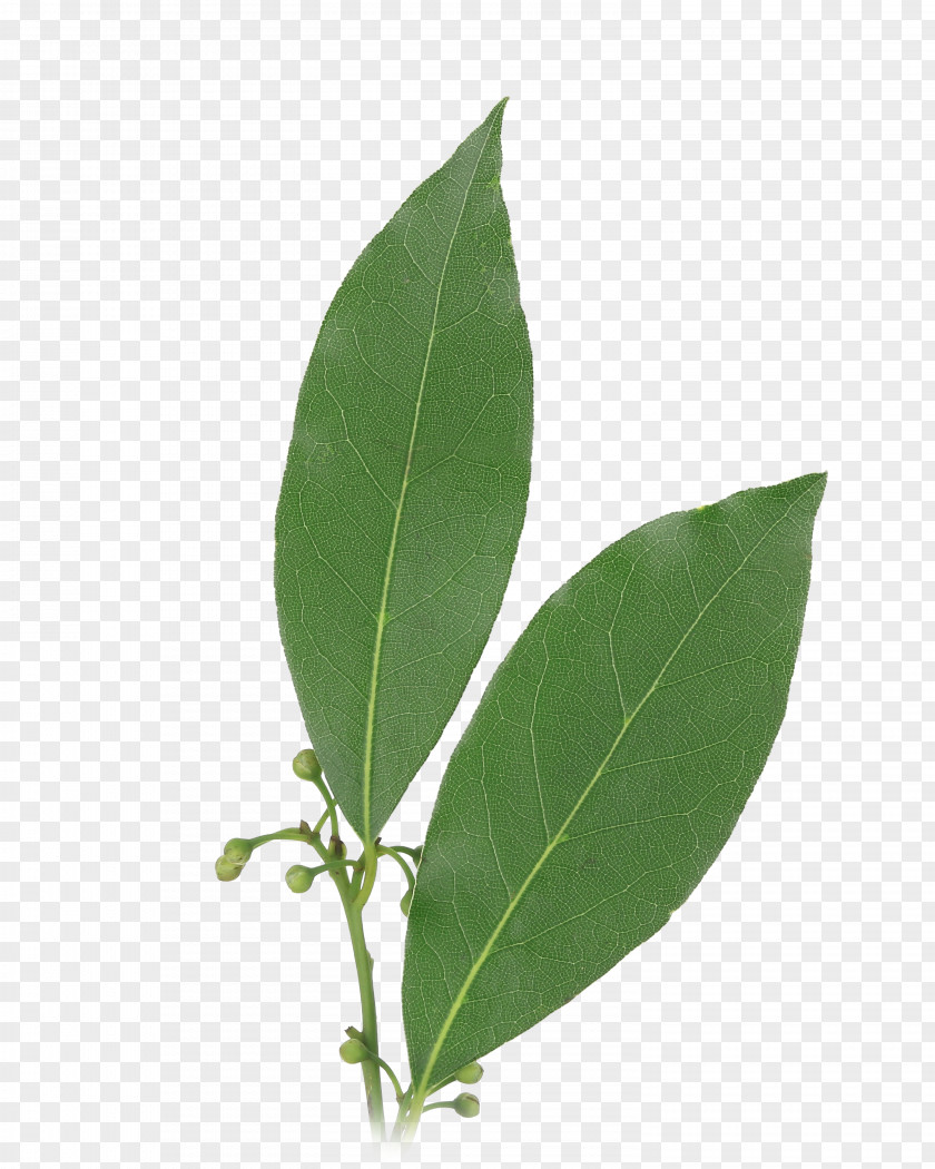 Garlic Bay Leaf Herb Laurel Food PNG
