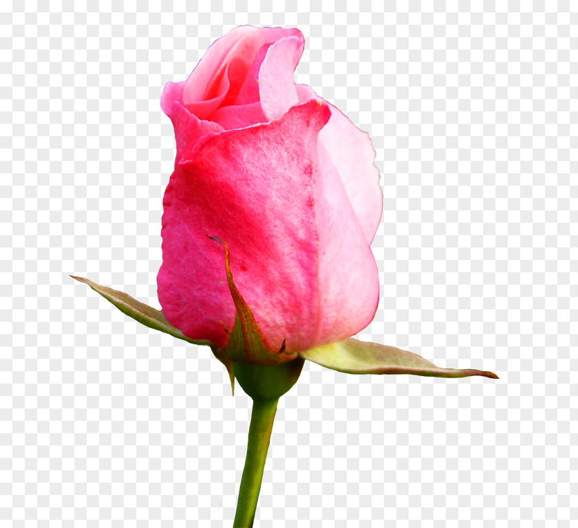 Pink Roses Rose Bud Flower Clip Art PNG