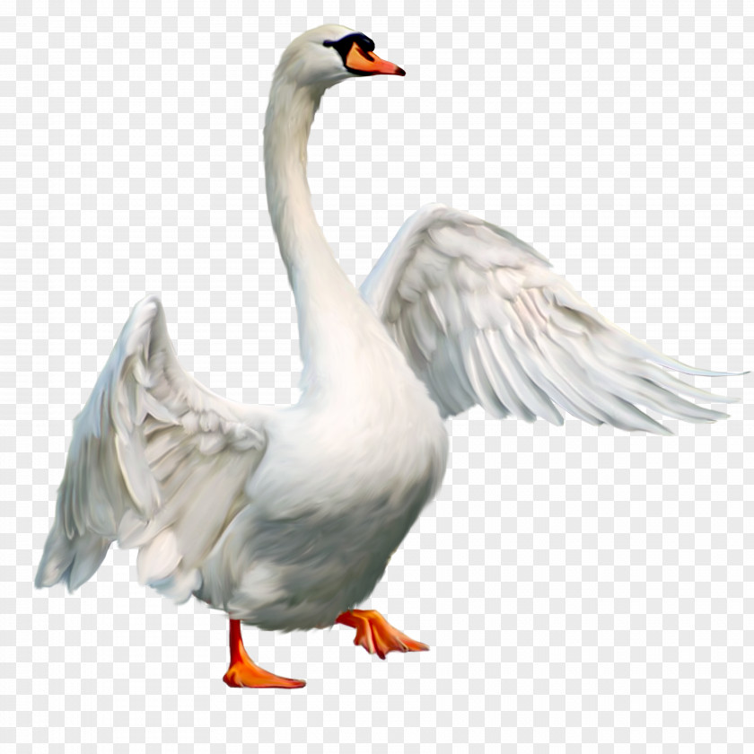 Swan Bird Goose Anser PNG